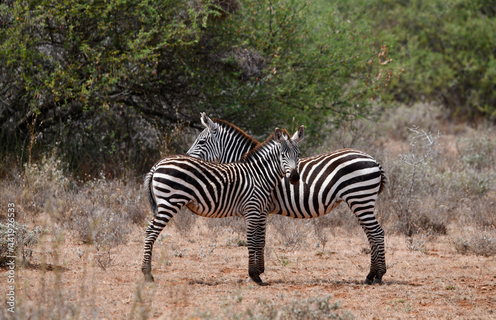 playful zebras play with each other while eating in the bush playful zebras play with each other while eating in the bush