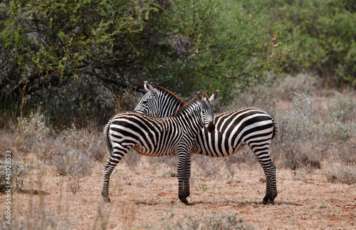 playful zebras play with each other while eating in the bush