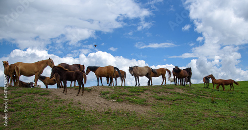 herd of horses © Edgar Martirosyan