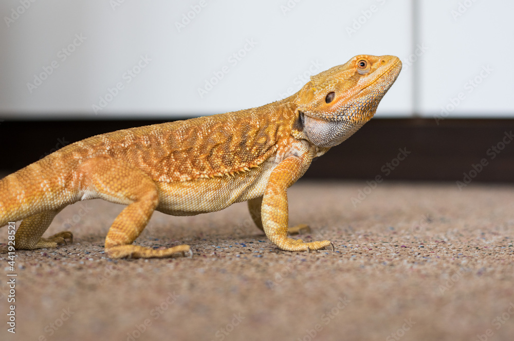 Bearded dragon (pogona vitticeps) on the floor Bearded dragon (pogona vitticeps) on the floor