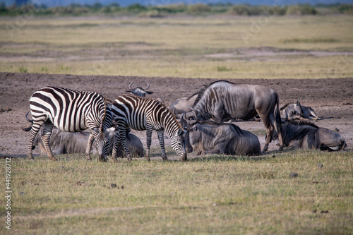 Fototapeta Naklejka Na Ścianę i Meble -  playful zebras play with each other while eating in the bush