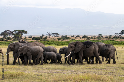 a family of elephants  accompanied by white herons  migrate through green meadows
