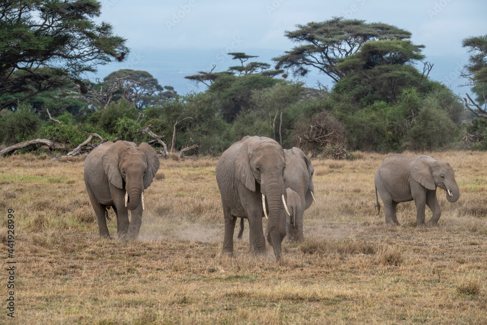Fototapeta premium a family of elephants, accompanied by white herons, migrate through green meadows
