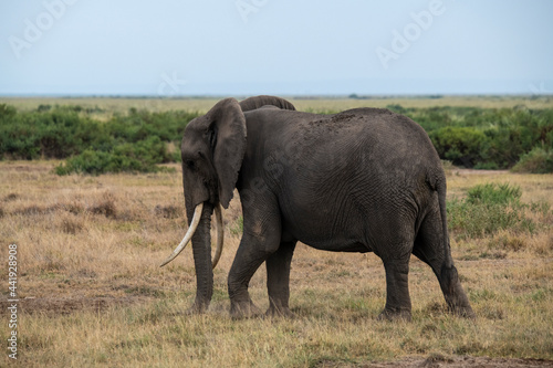 a family of elephants  accompanied by white herons  migrate through green meadows