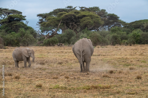 a family of elephants, accompanied by white herons, migrate through green meadows