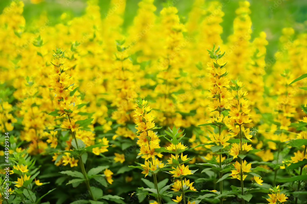 Garden Loosestrife, meadow with yellow flowers and herbs. Garden Plants Background, header for the site Garden Loosestrife, meadow with yellow flowers and herbs. Garden Plants Background, header for the site