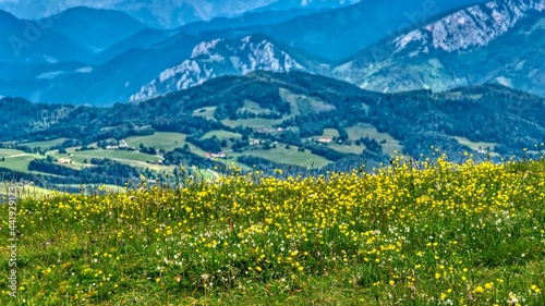 alpine meadow in summer