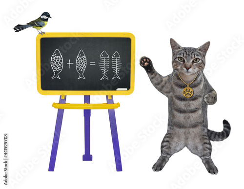 A gray cat is near a school board on legs with the mathematical equation. White background. Isolated.