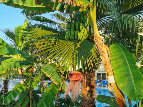 palm tree