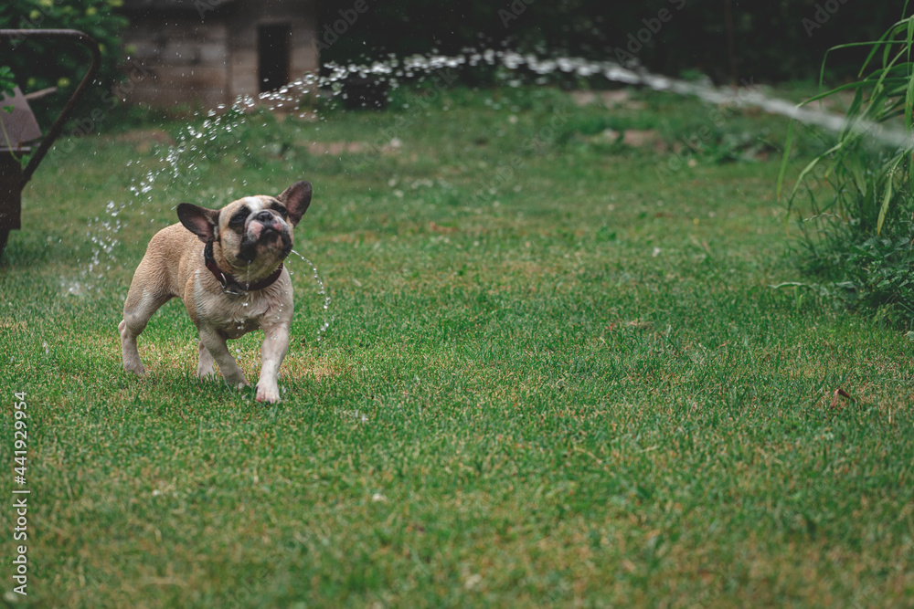 Frenchie is playing with water from a garden hose. Dog mops and merry jumps on the green spring lawn