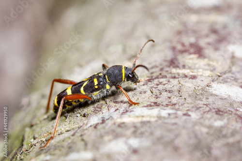 Insect, wasp beetle. Macro of a wasp beetle, Clytus arietis on a tree branch. © peter
