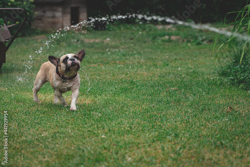 Frenchie is playing with water from a garden hose. Dog mops and merry jumps on the green spring lawn