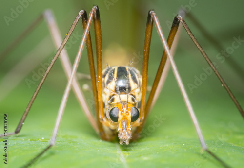 Crane fly, tipula vernalis sitting on a leaf. Macro of a crane fly sitting on a leaf. photo