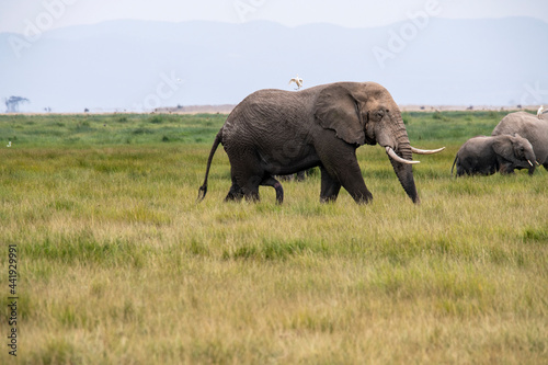 a lonely elephant walks and feeds autonomously in the national park