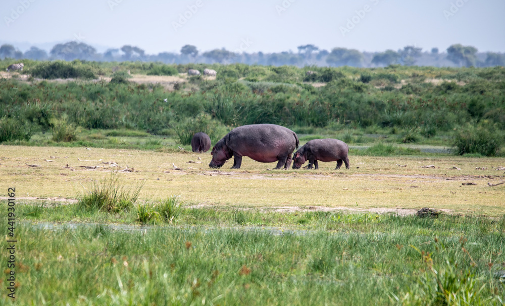 hippos on vacation near the river with a large family with offspring hippos on vacation near the river with a large family with offspring