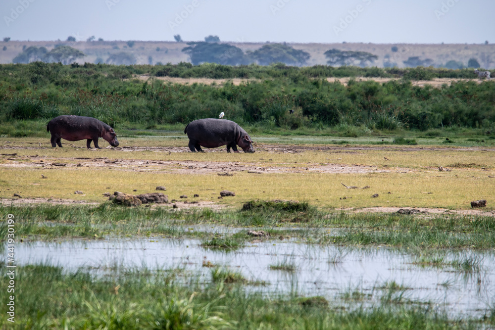 hippos on vacation near the river with a large family with offspring hippos on vacation near the river with a large family with offspring