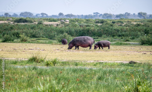 hippos on vacation near the river with a large family with offspring