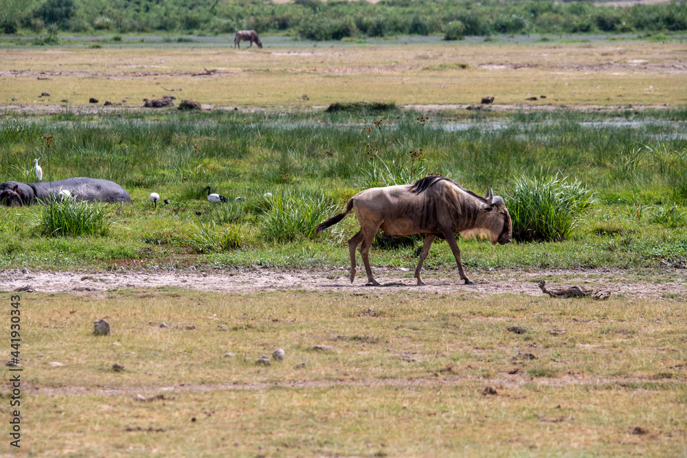 wildebeest grazes peacefully in the green meadows of the national park wildebeest grazes peacefully in the green meadows of the national park