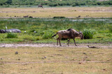 wildebeest grazes peacefully in the green meadows of the national park