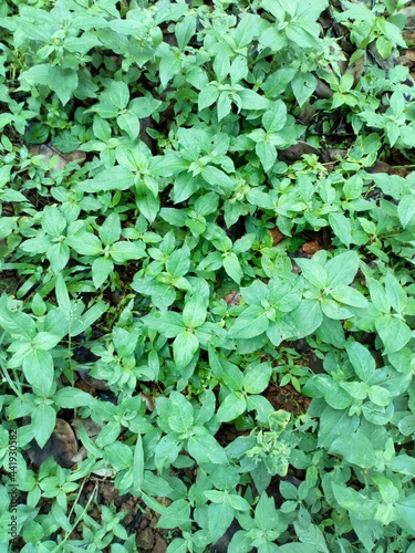 green leaves background