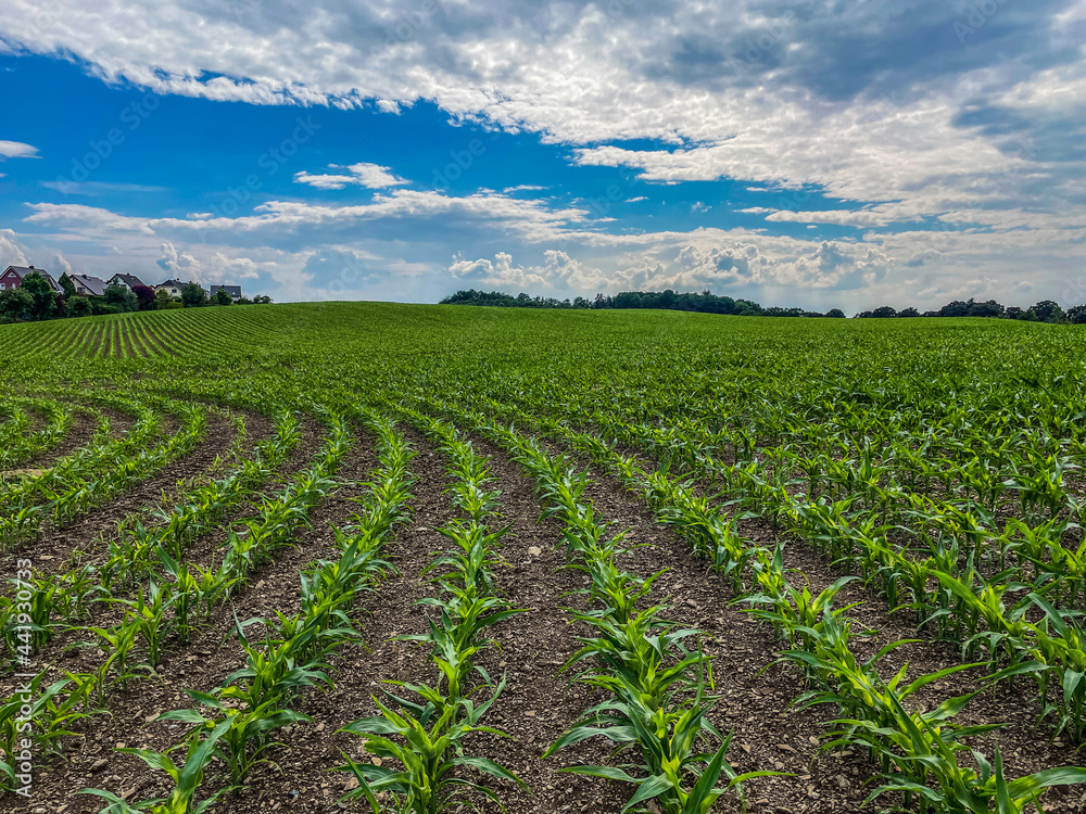 Mais frisch gepflanzt auf einem Feld Mais frisch gepflanzt auf einem Feld