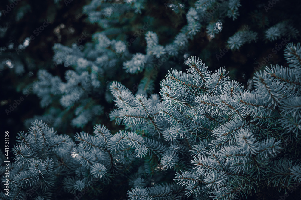 Blue spruce background. Needles on the branches close-up view . Christmas tree. Fir tree branch