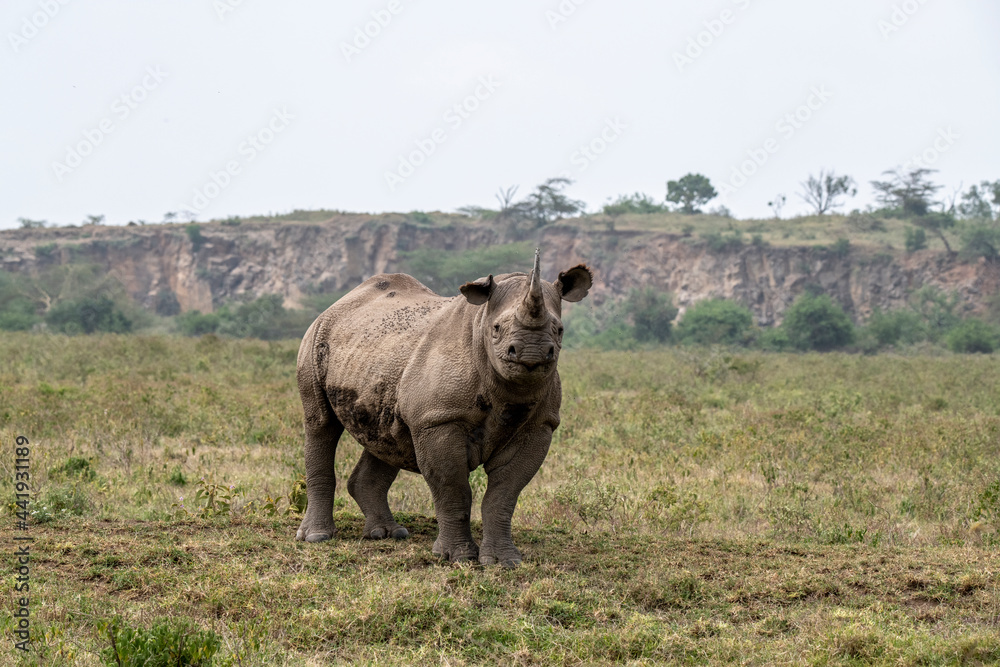 Obraz premium black rhinoceros peering warily into the distance on a hillock 