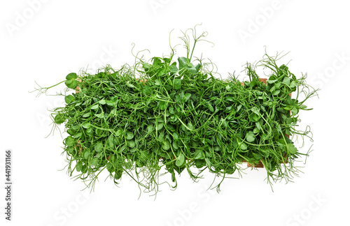 Green peas microgreen in wooden box on white