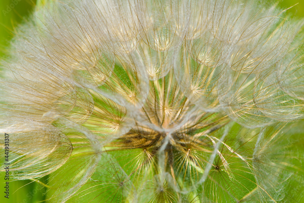 Fototapeta premium tender dandelion in a field in green grass - Tragopogon pratensis. Dandelion seed head in meadow, close-up nature. Macro shot of seed head, delicate and beautiful Tragopogon. bokeh