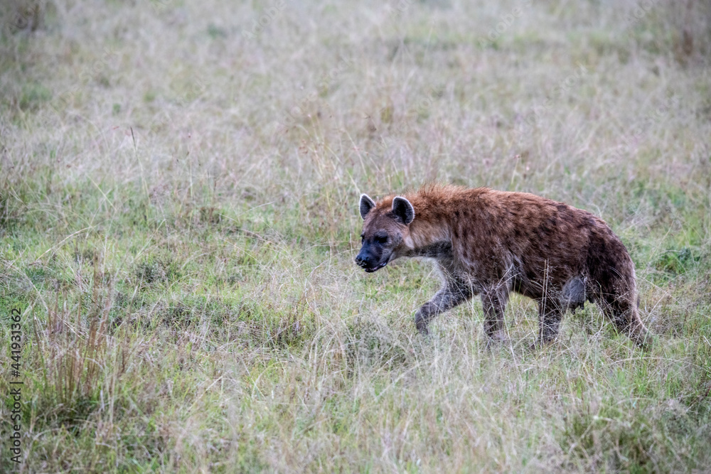 hyenas in tall and green grass are preparing to hunt hyenas in tall and green grass are preparing to hunt
