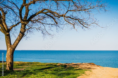 Tree without leaves near sea