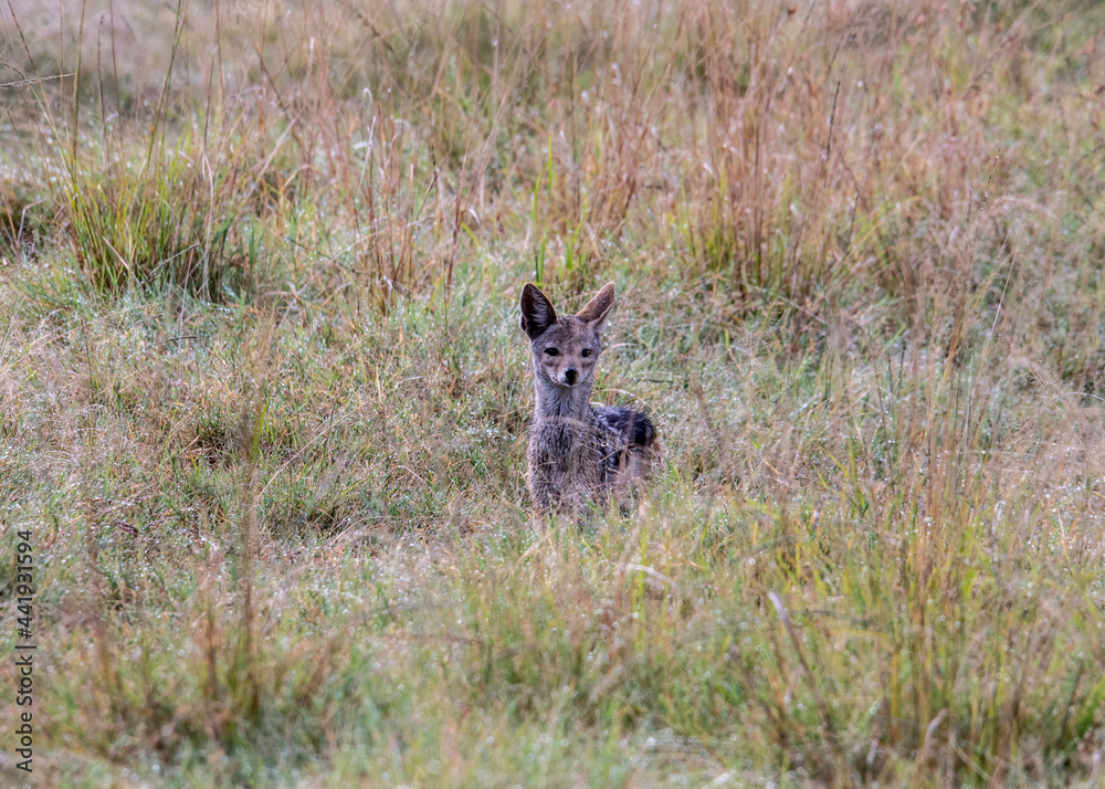 African fox with large fennec fox ears in tall yellow grass in a meadow African fox with large fennec fox ears in tall yellow grass in a meadow