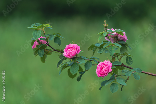The hardy Hurdalsrosa Rose in a garden up to the Totenåsen Hills, Norway. photo