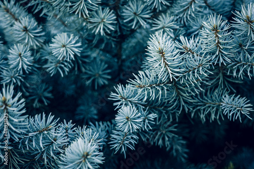 Needles on the Blue spruce branches close-up view . Christmas tree. Fir tree branch