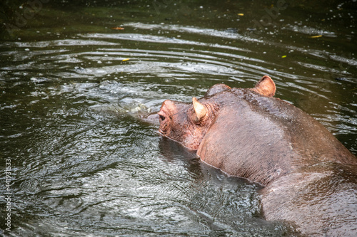 hippos on vacation near the river with a large family with offspring