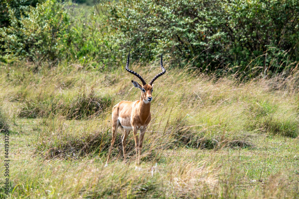 Naklejka premium antelope eating juicy green grass in the meadows in the national park
