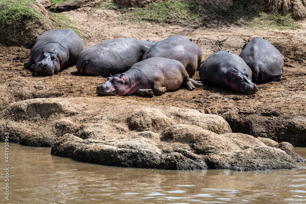 hippos on vacation near the river with a large family with offspring hippos on vacation near the river with a large family with offspring