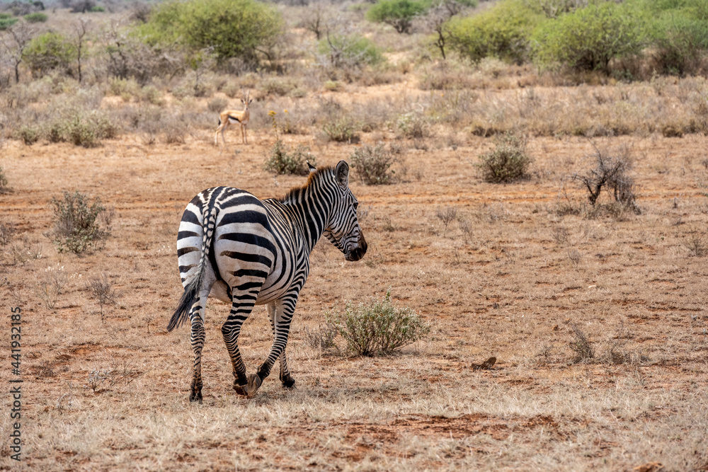 Obraz premium playful zebras play with each other while eating in the bush