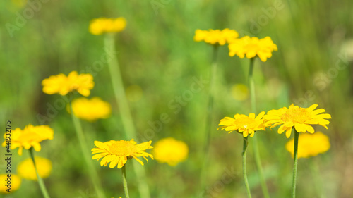 Yellow daisies in the sunlight on the background of a green meadow. Background. Selective focus