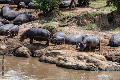 hippos on vacation near the river with a large family with offspring 