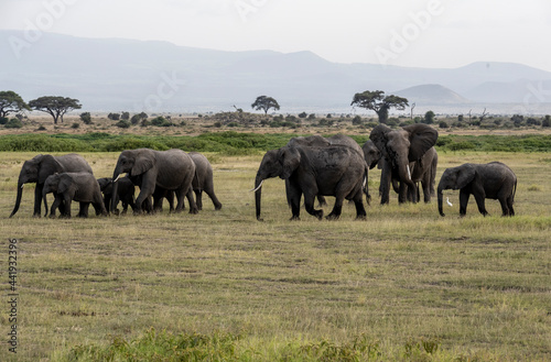 a family of elephants  accompanied by white herons  migrate through green meadows