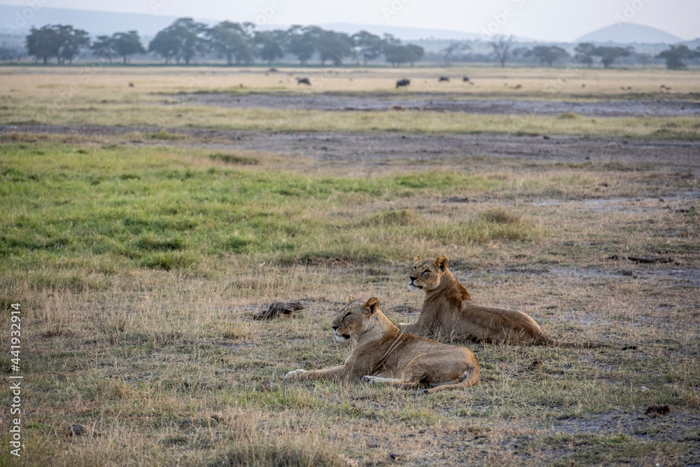 lions resting in the midday heat and waiting for a cool night to hunt lions resting in the midday heat and waiting for a cool night to hunt
