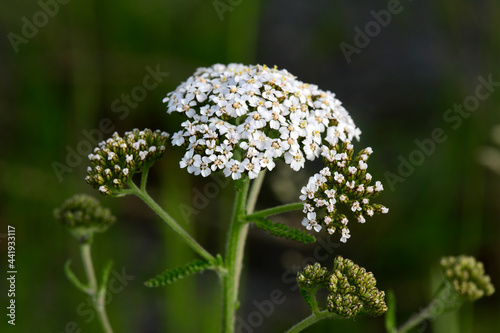 Common Yarrow // Gemeine Schafgarbe, Gewöhnliche Schafgarbe (Achillea millefolium)