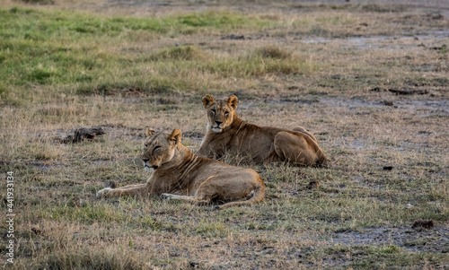 lions resting in the midday heat and waiting for a cool night to hunt 
