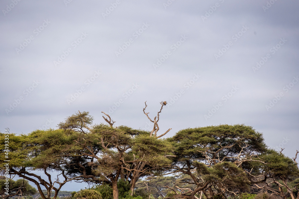 savanna landscape with trees and green grass savanna landscape with trees and green grass