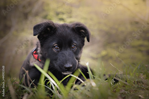 Sweet small black dog puppy