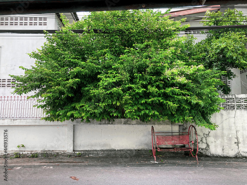 A red old swing bench under a green leaves tree on the narrow road in small alley