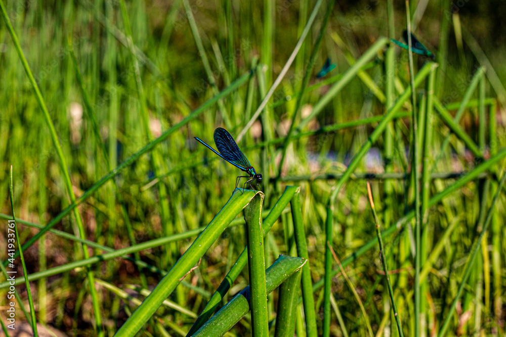 dragonfly on grass dragonfly on grass
