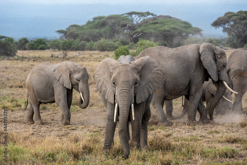 Fototapeta premium a family of elephants, accompanied by white herons, migrate through green meadows 