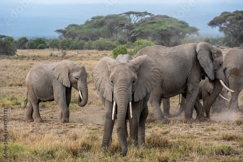 a family of elephants  accompanied by white herons  migrate through green meadows 